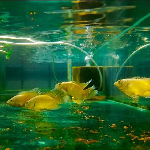 Ikan Oscar Lemon Slayer Longfin