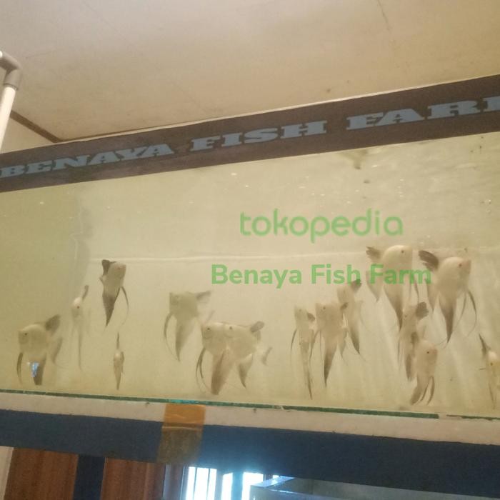 Manfish Bulgarian Seal Point Prediksi Female Calonan Indukan Bsp