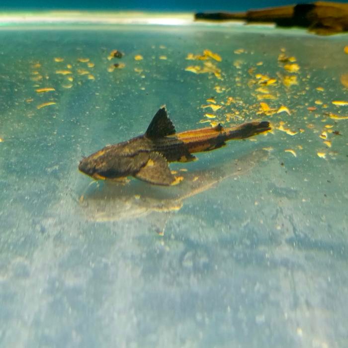 Acrochordonichthys Rugosus Asian Banjo Catfish Rare