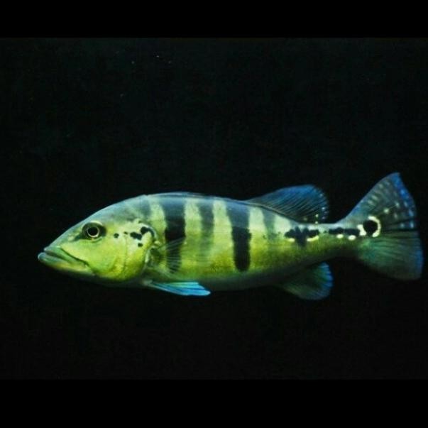 Ikan Pbass Blue Azul Peacock Bass Azul Tankmate