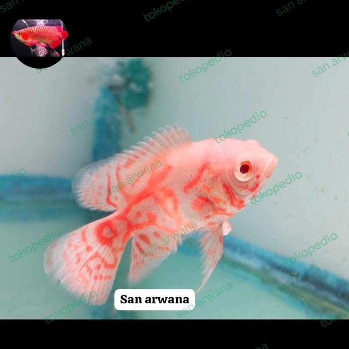 Ikan Oscar Red Tiger Albino Gm Good Marking Import