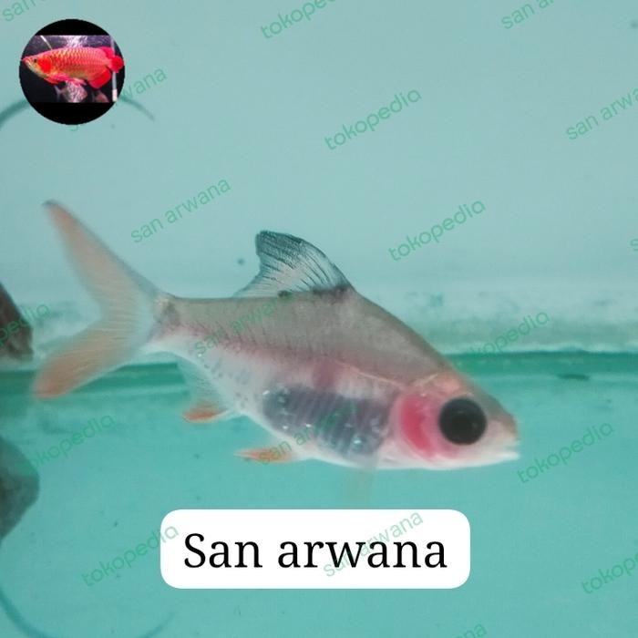 Ikan Kaviat Panda Tinfoil Ikan Exotic