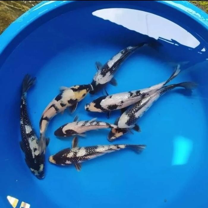 Ikan Koi Shiro Utsuri Blitar Size 26-28 Cm