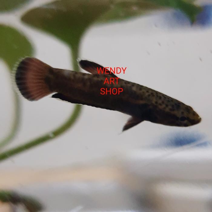 Wild Betta Albimarginata Pair (Sepasang) - Captive Breeding