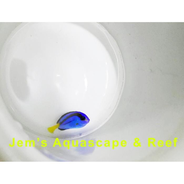 

Ikan Air Laut Dori Tiny / Letter Six Tini (Letter Six)