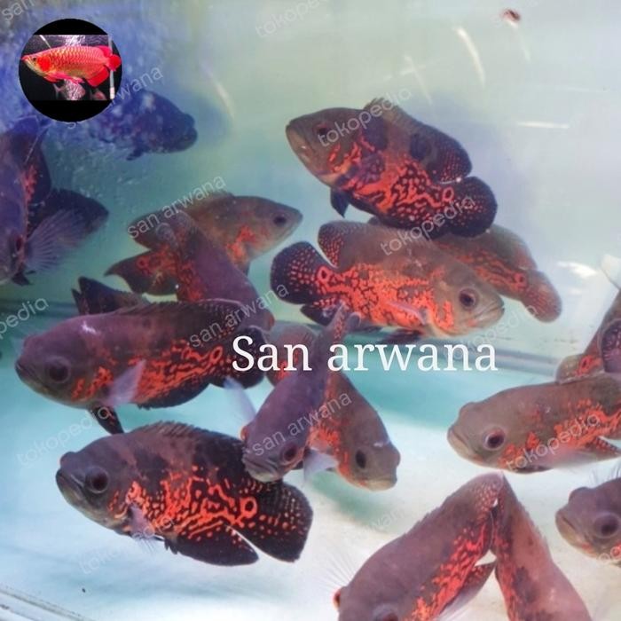 Ikan Oscar Black Tiger Gm Good Marking Impor