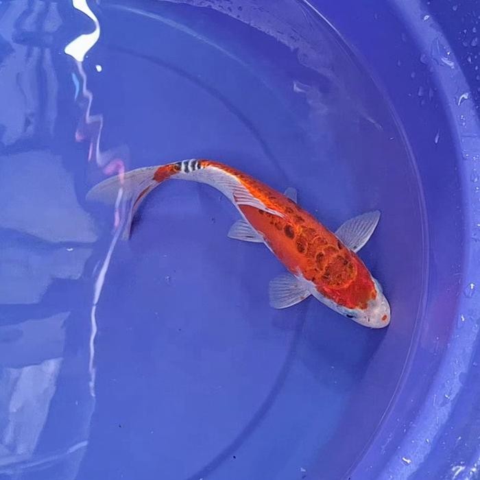 Ikan Koi Blitar Jenis Kujaku / Rumah Koi Jakarta / Kode 0015