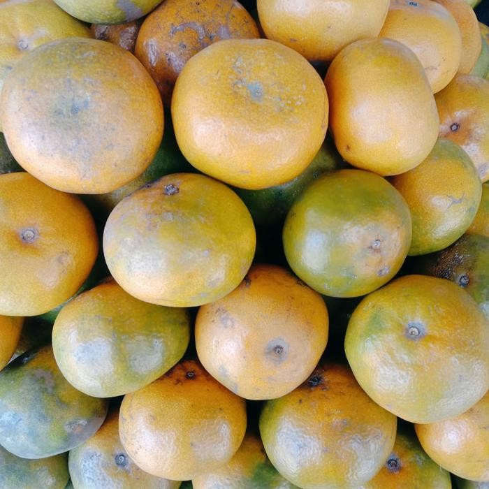 

SIAPKIRIM jeruk medan READY STOCK