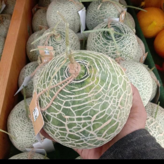 BUAH MELON JEPANG HIDROPONIK