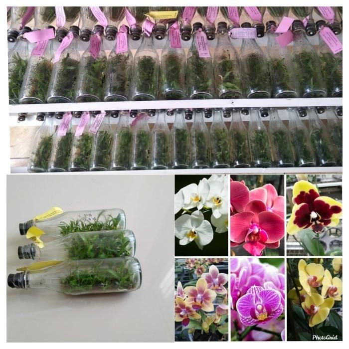 (Allthebest) bibit bunga anggrek bulan warna mix dalam botol