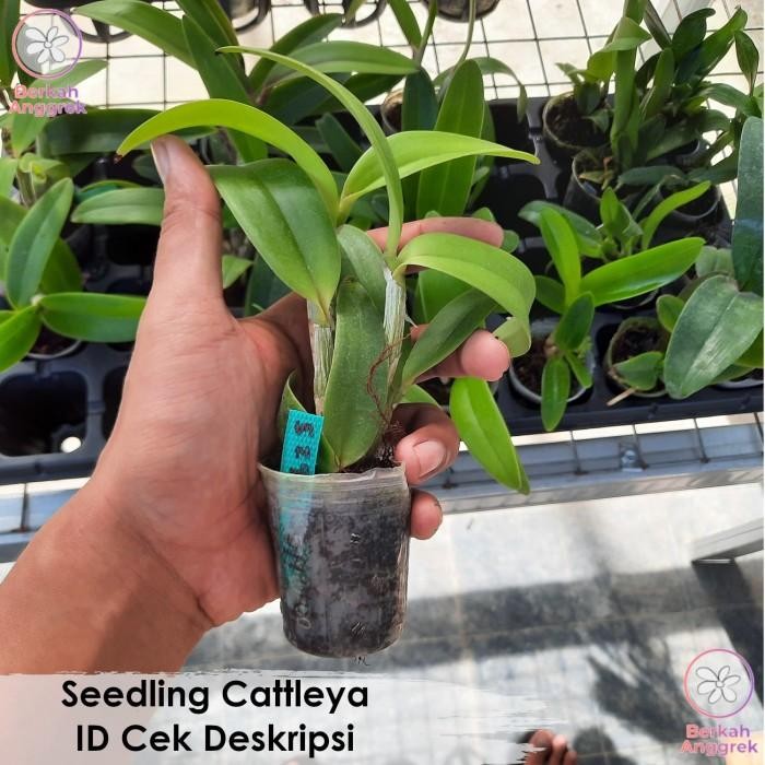 (Allthebest) Seedling Cattleya Anggrek Cattleya