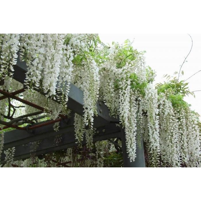 BIBIT / BENIH / SEEDS JAPANESE WISTERIA MIX BIJI WISTERIA