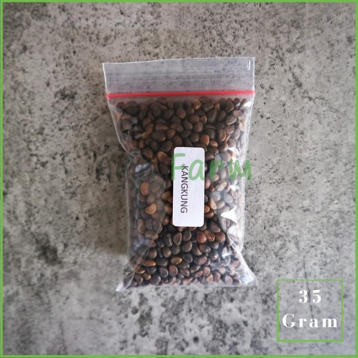 BENIH BIBIT KANGKUNG HIDROPONIK - TRADITIONAL