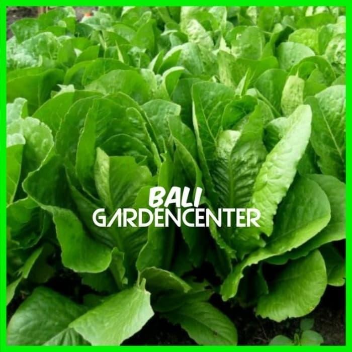 BENIH BIJI SELADA HIJAU ROMAINE - GREEN ROMAINE