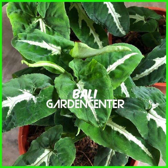 TANAMAN HIAS SYNGONIUM WENDLANDII - SYNGONIUM WENDLANDII SCHOTT