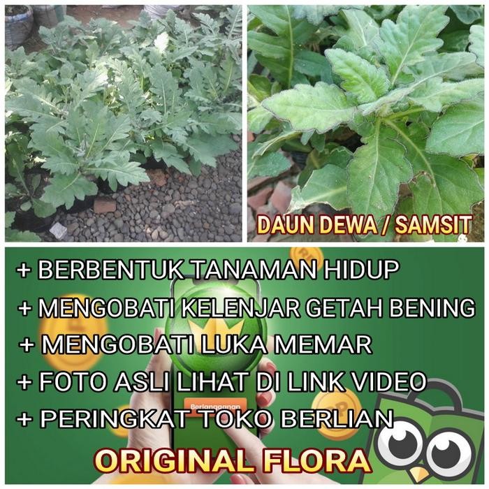 BIBIT TANAMAN DEWA OBAT HERBAL DAUN DEWA TANAMAN HERBAL