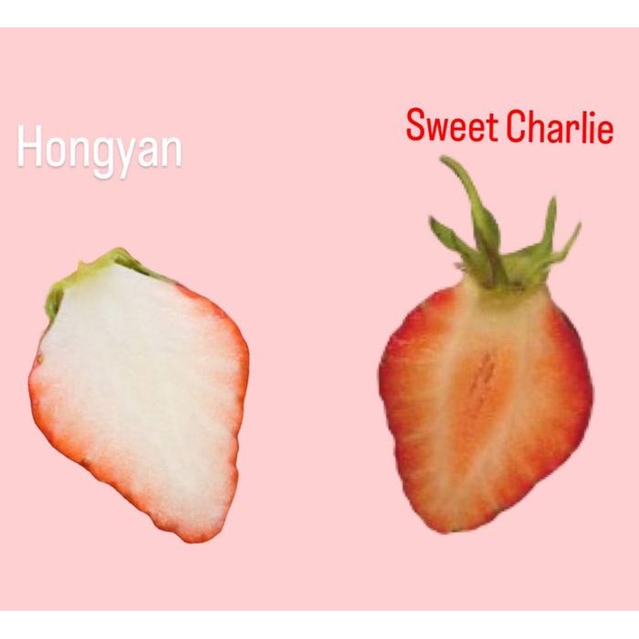 

TERMURAH IQF (individually quick frozen) Strawberry Sweet Charlie 1 kg READY STOCK