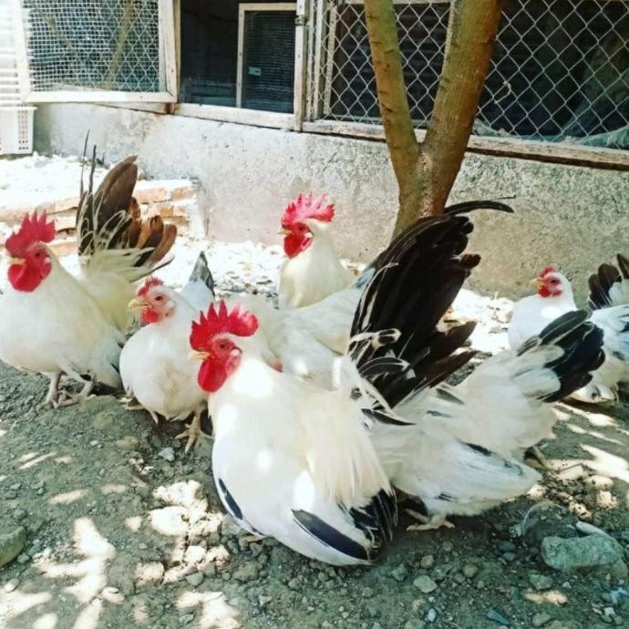 Fertil Telur Ayam Hias Siap Tetas, Telur Ayam Kate Pheasent,Siap Tetas Fertil