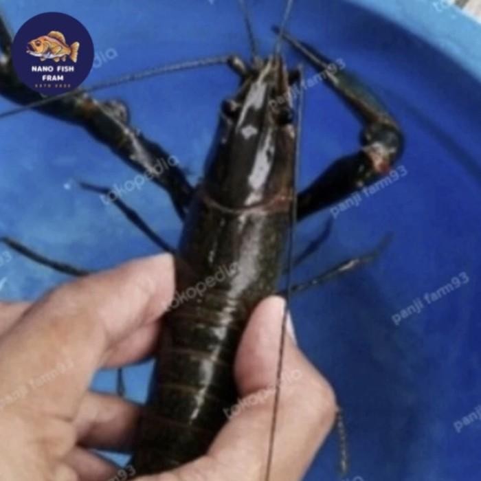 Paket 10 pasang induk lobster air tawar Berkualitas