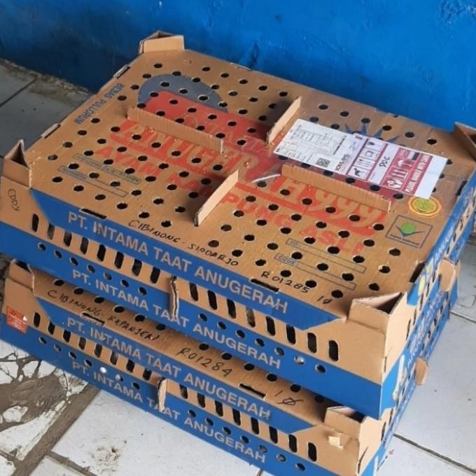 DOC ANAK AYAM KAMPUNG KUB 1 BOX KODE 632