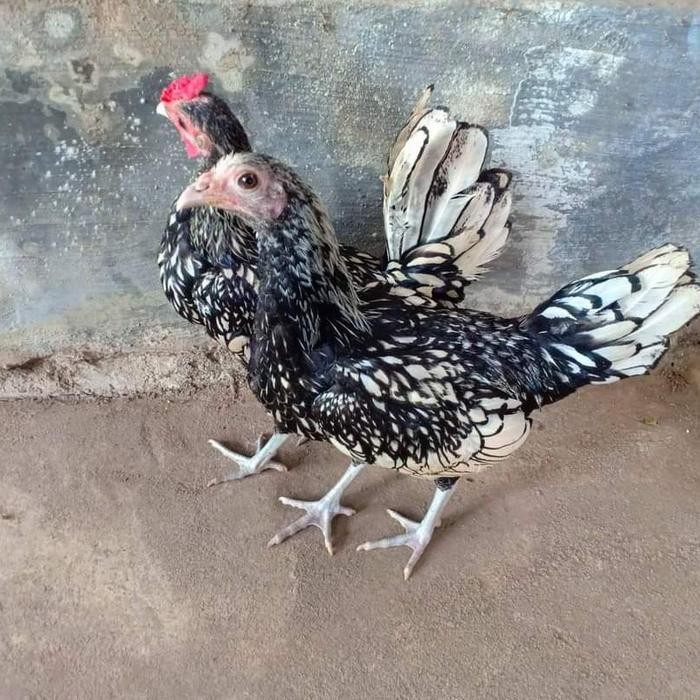 BARU- AYAM BATIK ITALIE AYAM KATE BATIK AYAM HIAS