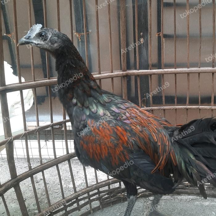 Ayam bekisar cemani bekicem jantan muda
