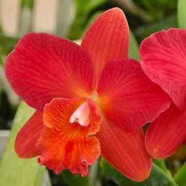 Anggrek Mini Ds CATTLEYA Bumi Orchids Mericlone