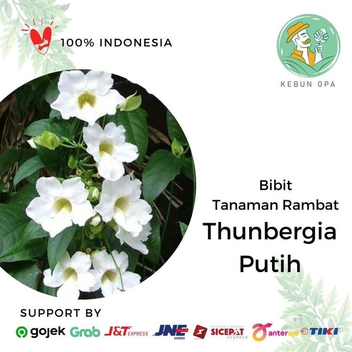 Tanaman Bunga Rambat Outdoor Thunbergia Grandiflora Putih