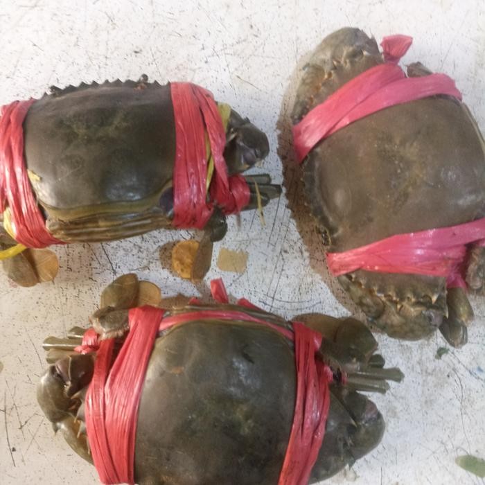 

Baru Kepiting Hidup 1kg 4 Ekor - Fresh