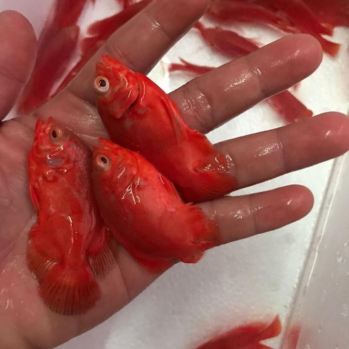 

Baru Oscar Red Paris Chili 9cm Impor Thailand - Full Merah