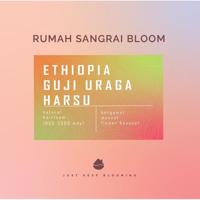 ETHIOPIA GUJI URAGA HARSU biji kopi filter arabica ETHIOPIA