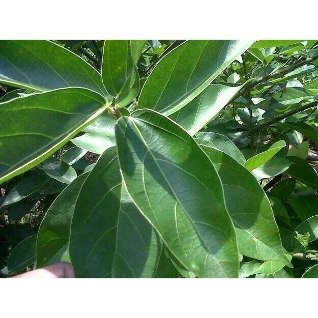 

satu pcs DAUN CINCAU PERDU / Cincau Hijau