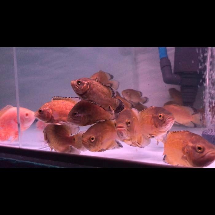 SIAP KIRIM OSCAR TEMBAGA 10CM / MARKER IKAN & KOLAM