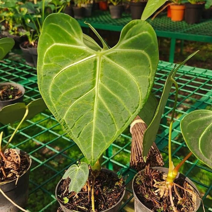 Regale Peru Anthurium Regale Peru , Tanaman Hias