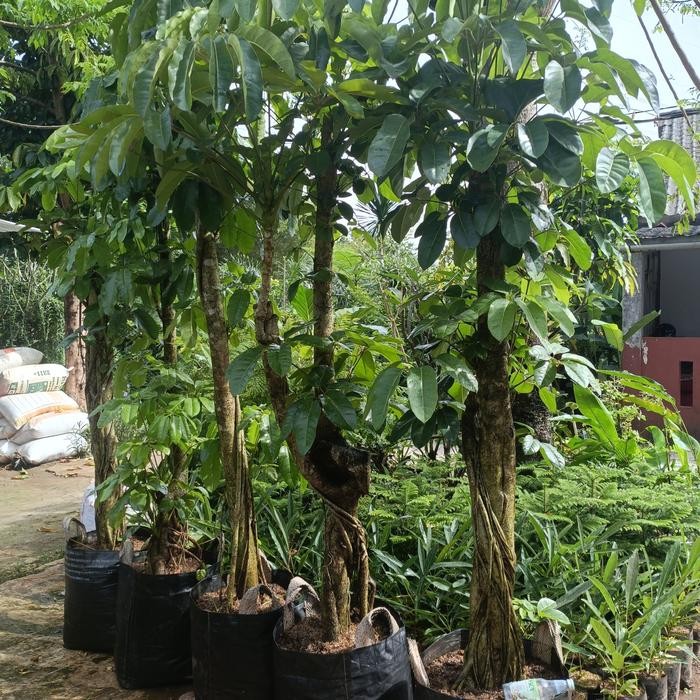 Tanaman Hias Walisongo Batang Besar (Bonsai)