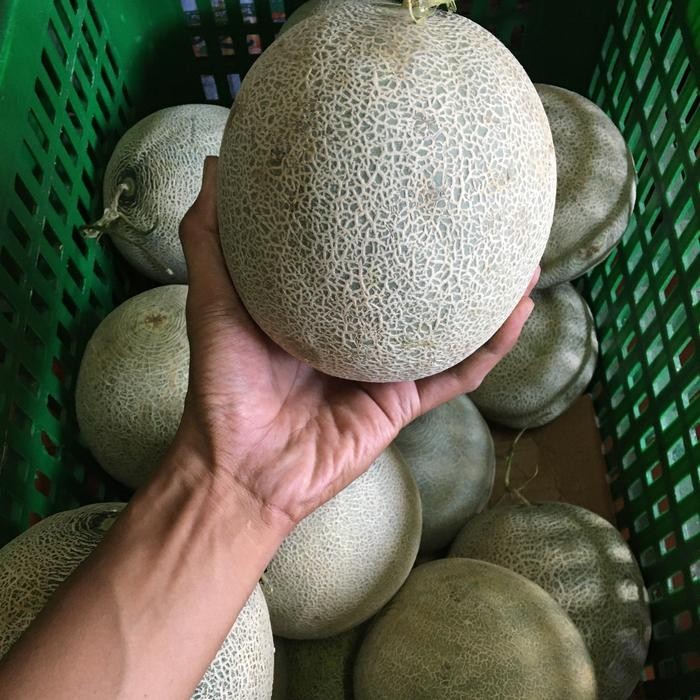 NATURE- Melon Rock 2Kg / Buah Melon Rock Premium / Melon Fruit