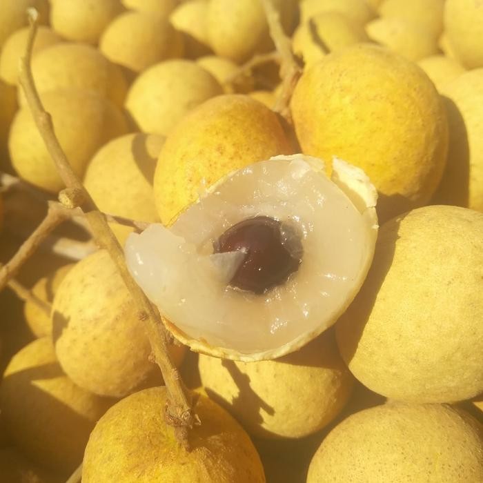 

NATURE- Kelengkeng Jumbo Enak Manis Jumbo Bgt