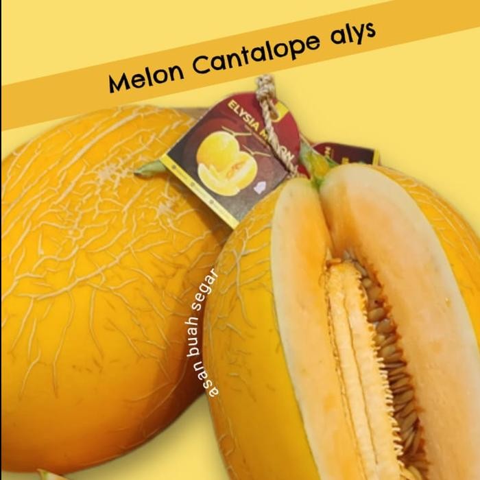 

NATURE- Melon Hydroponic Cantaloupe Alys Super Manis & Renyah
