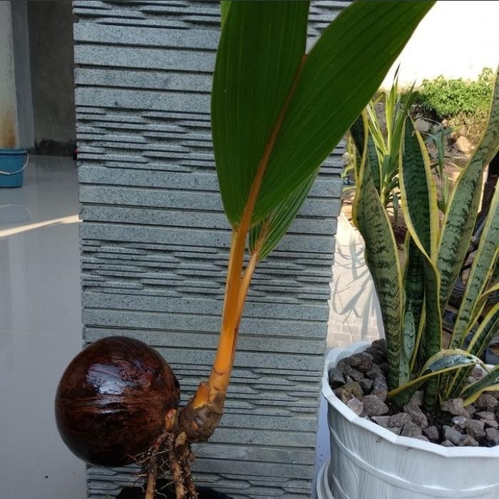 TANAMAN HIAS KELAPA BONSAI-POHON KELAPA GADING-KUNING-KERDIL