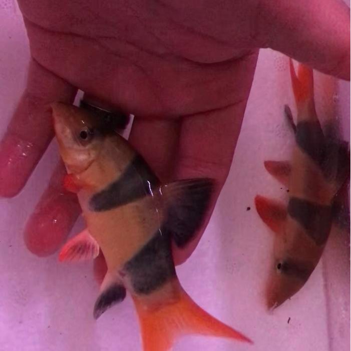 Botia / Botea / Botia Fish ( Tankmate Fish ) 15Cm