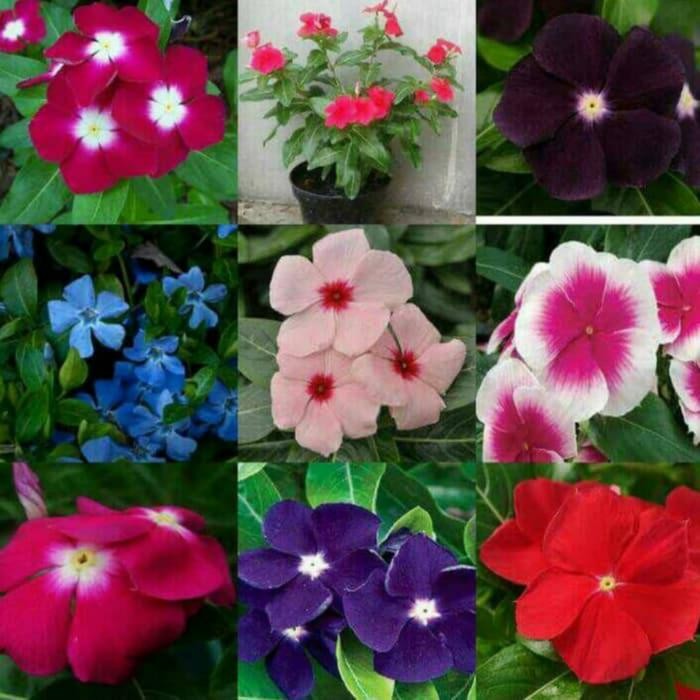 

tanaman vinca Rosemose paket 9