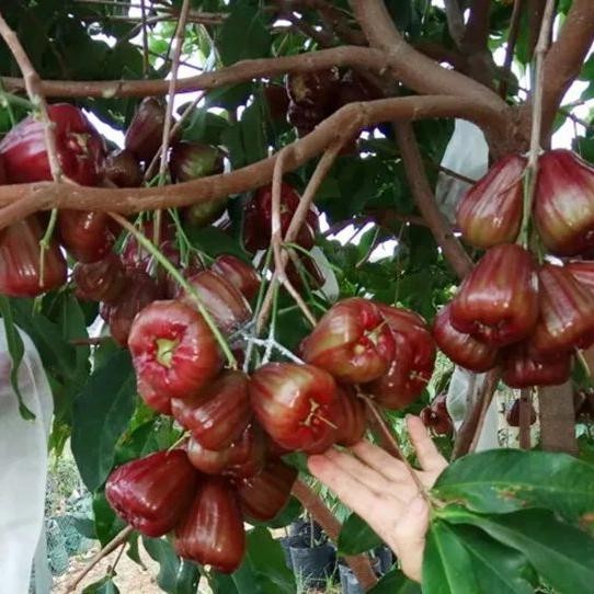 

Bibit buah jambu air king rose hasil okulasi