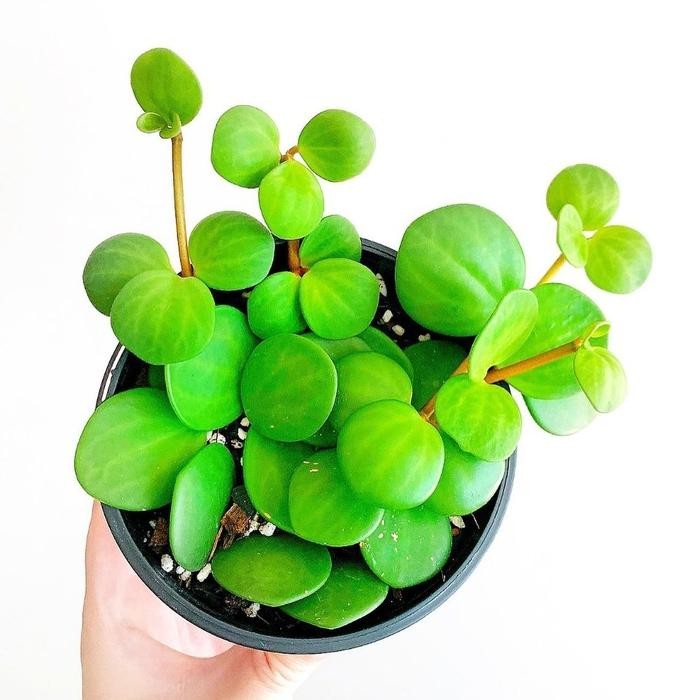 

TANAMAN HIAS PEPEROMIA HOPE / INC POT MINI SESUAI VARIAN