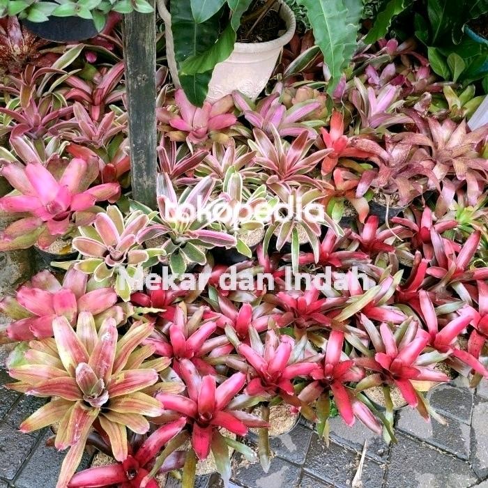

Tanaman hias BROMELIA jumbo