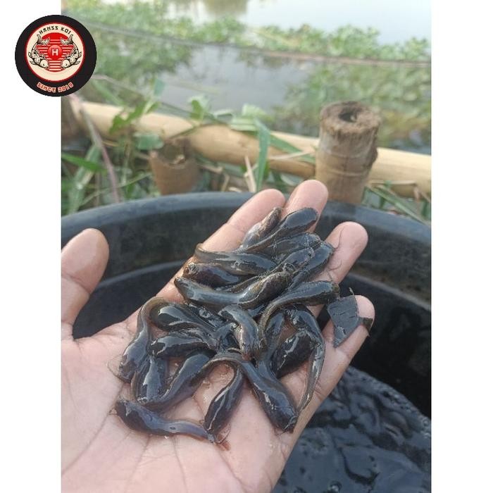 PROMO TERBARU paket 200 ekor ikan lele sangkuriang bibit ikan lele bergaransi Jabodetabek