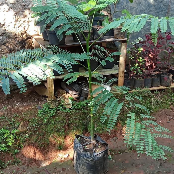 

pohon pakis brazil(solobium)