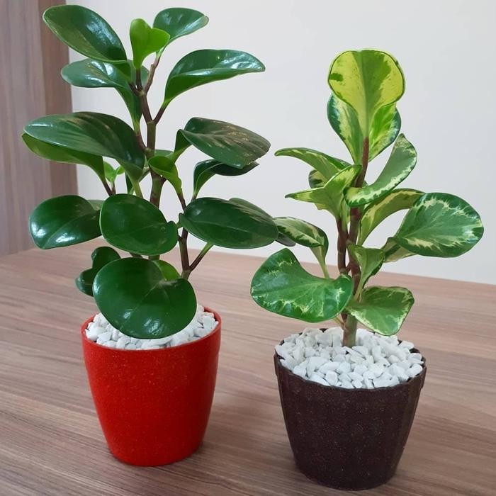 

PAKET 2 TANAMAN HIAS PEPEROMIA OBTUSIFOLIA HIJAU + VARIGATA