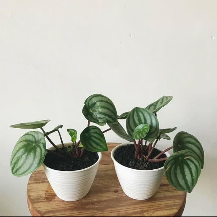 

Peperomia Watermelon - Tanaman Hias