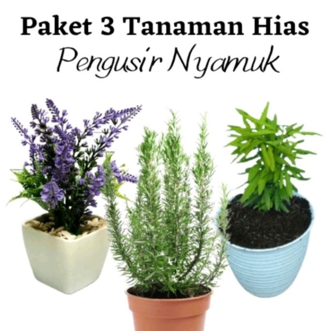

PAKET HEMAT 3TANAMAN PENGUSIR NYAMUK+ POT PUTIH