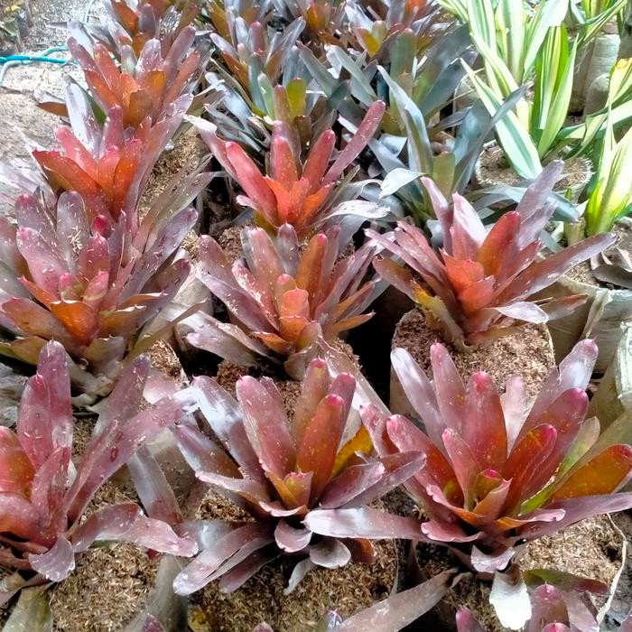 

tanaman bromelia merah